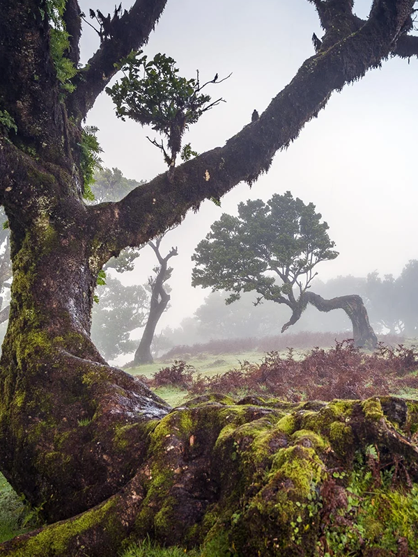 fanal forest